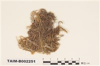 藏品(柳葉苔科)的圖片